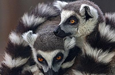 《FIFA 22》PS5版介绍 DualSense、3D音频等特性